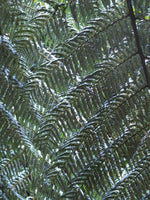 Fern Leaf on Sterling Chain