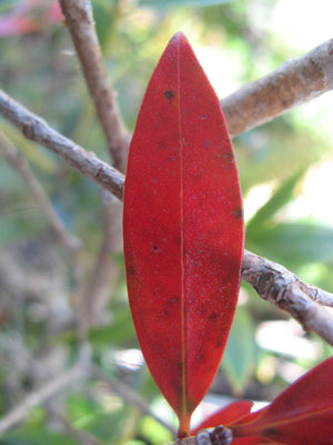 Rata Leaf Necklace