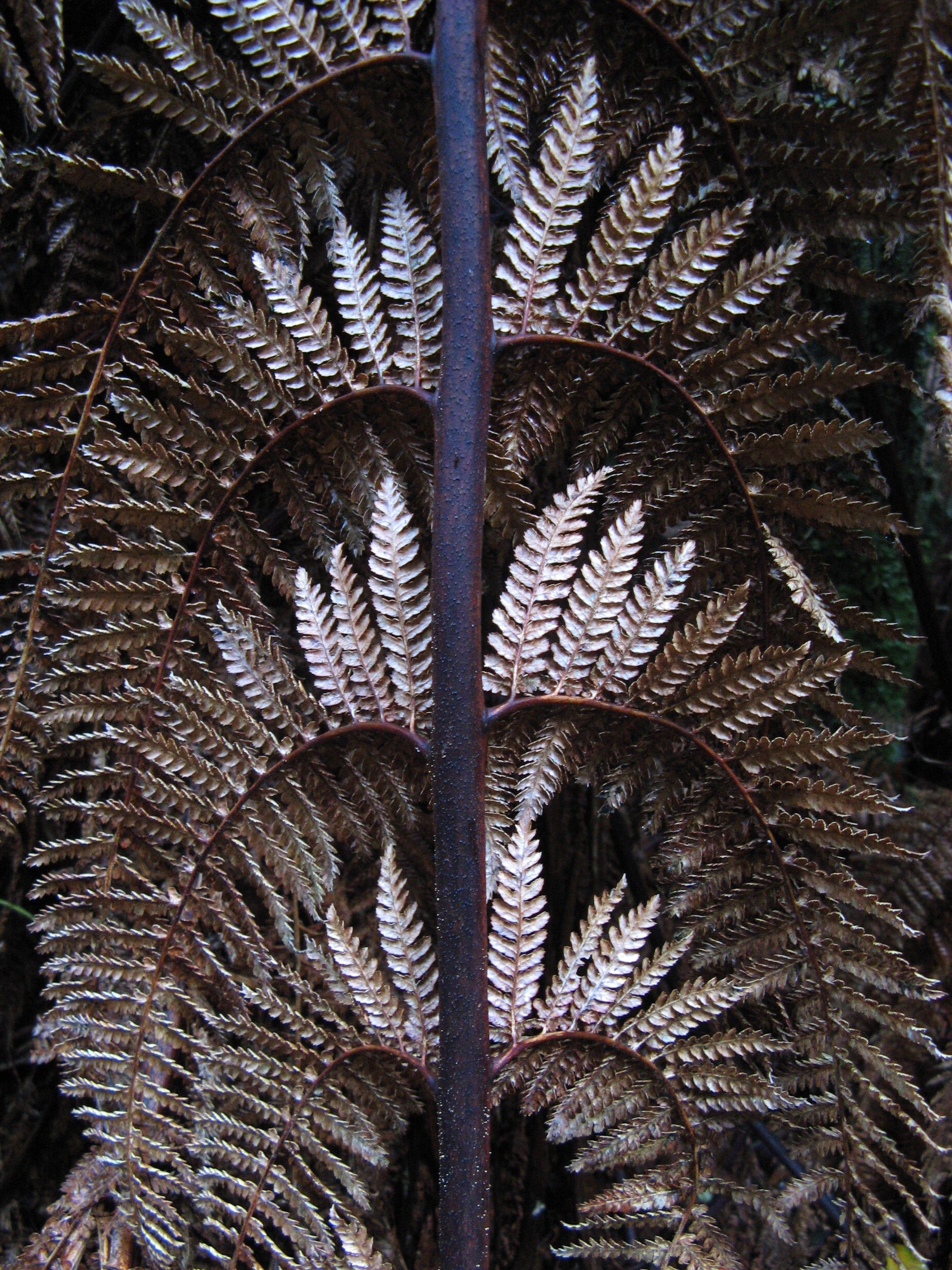 Fern Silver Earrings